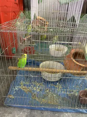 I want to sell my budgies