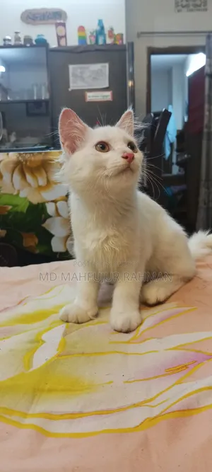 3-6 Months Male Mixed Breed Persian Cat