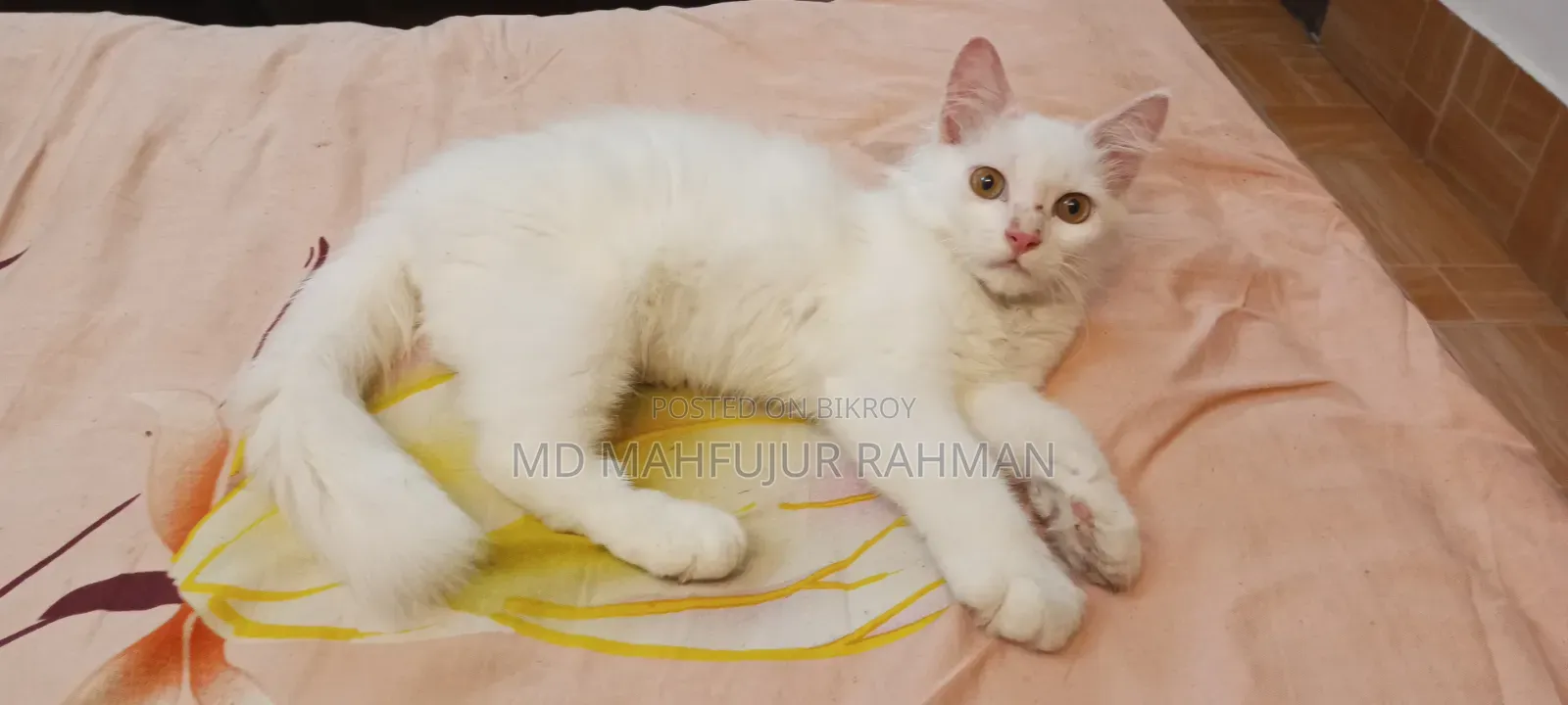 3-6 Months Male Mixed Breed Persian Cat