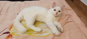 3-6 Months Male Mixed Breed Persian Cat