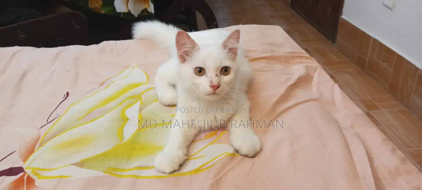 3-6 Months Male Mixed Breed Persian Cat