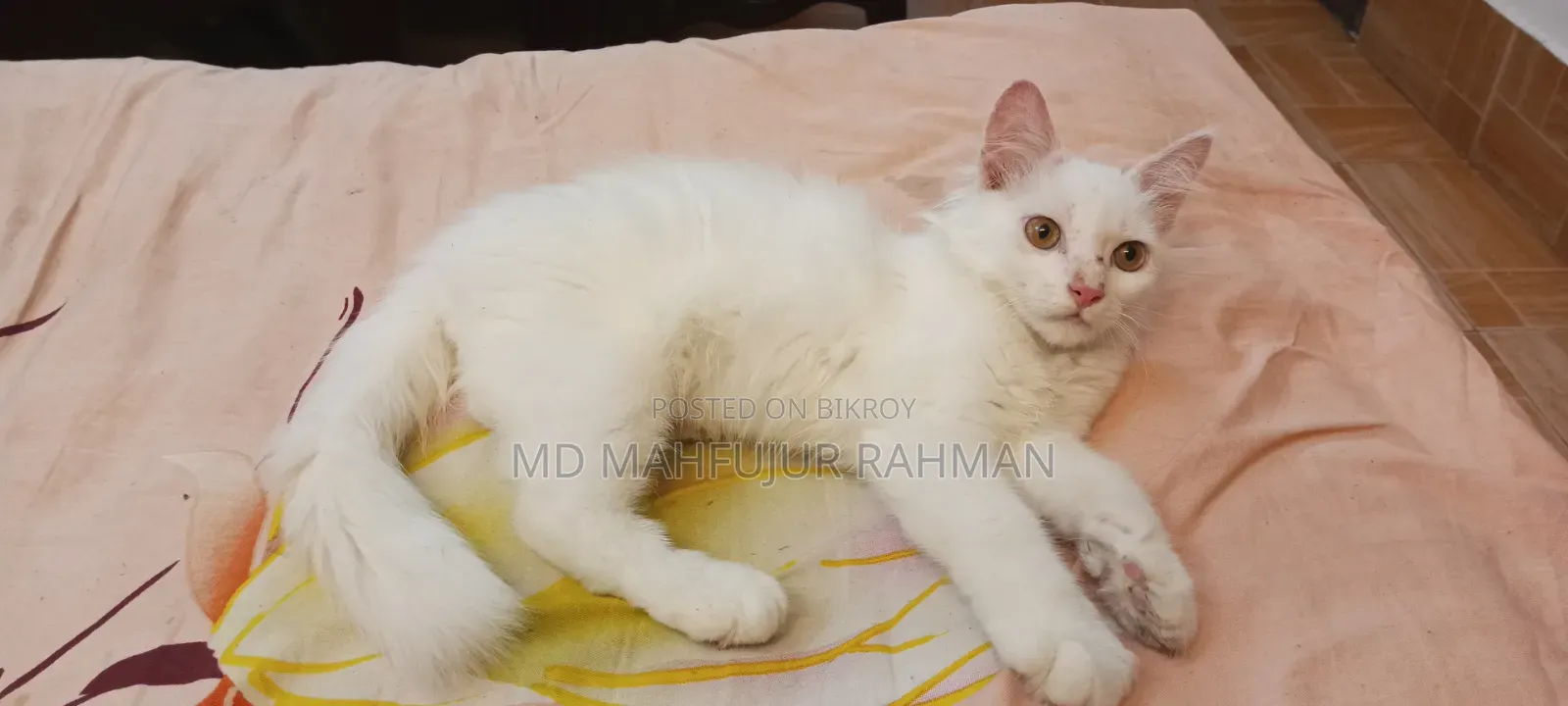 3-6 Months Male Mixed Breed Persian Cat