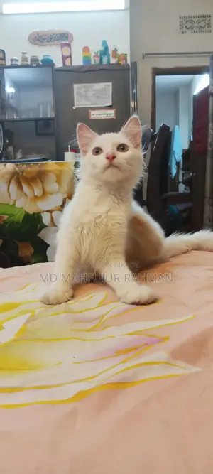 3-6 Months Male Mixed Breed Persian Cat