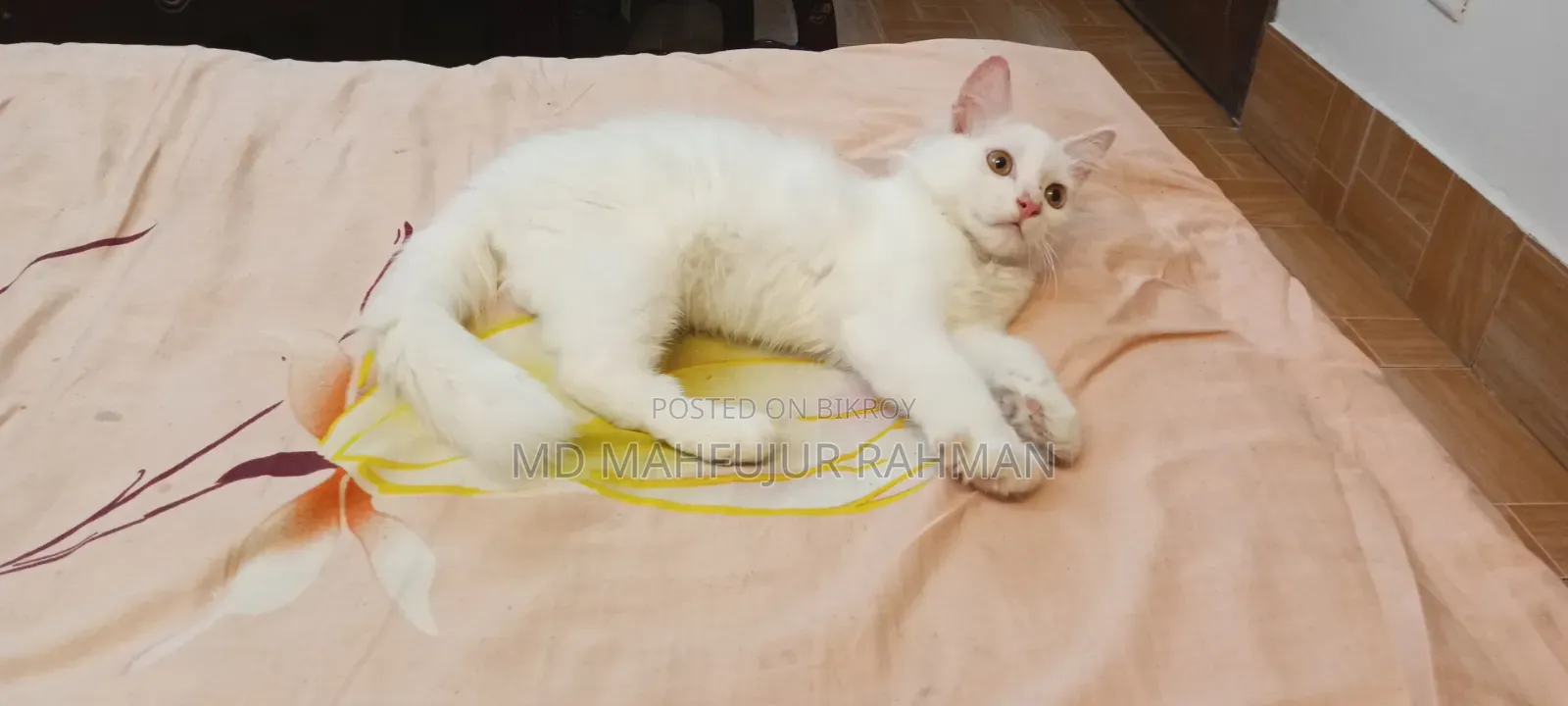 3-6 Months Male Mixed Breed Persian Cat