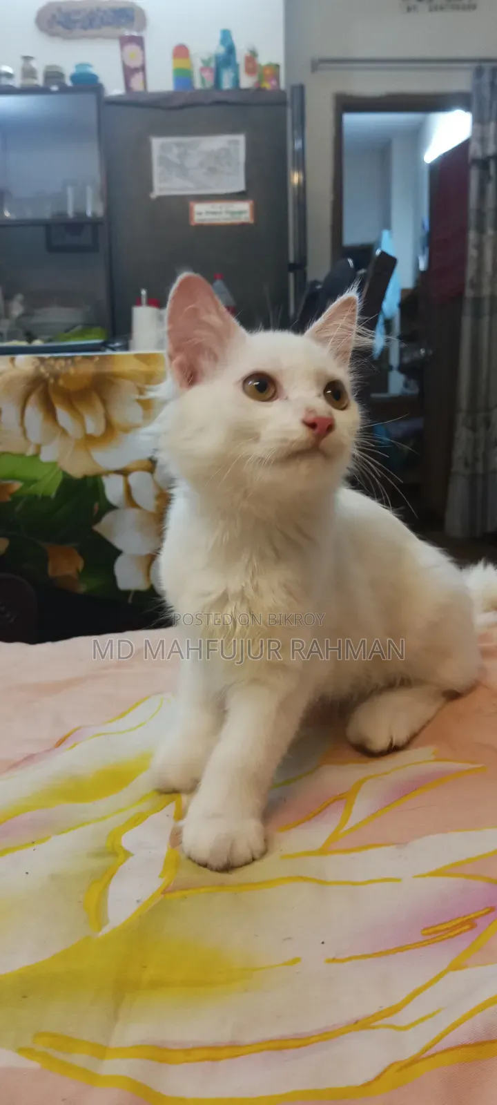 3-6 Months Male Mixed Breed Persian Cat