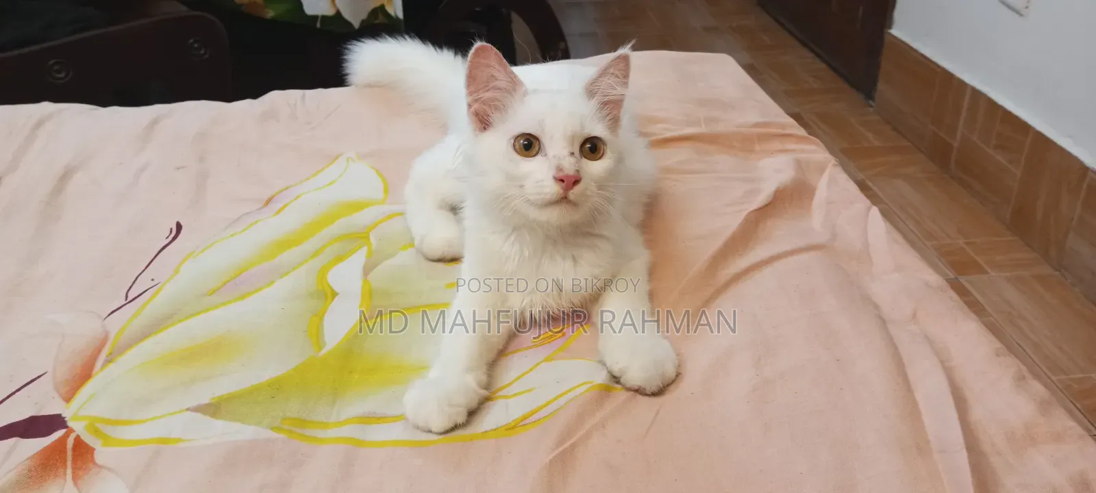 3-6 Months Male Mixed Breed Persian Cat