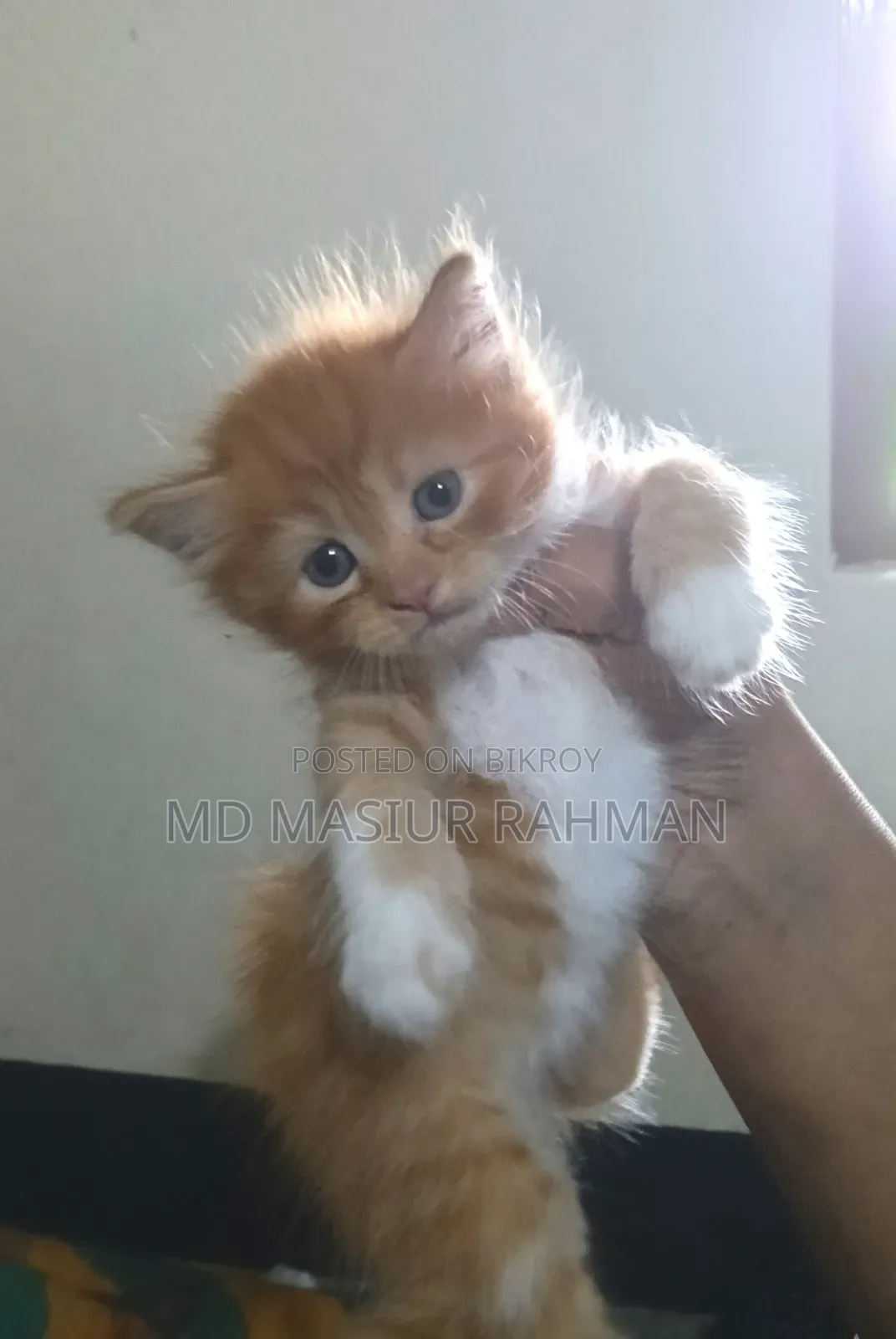 0-1 Month Female Purebred Persian