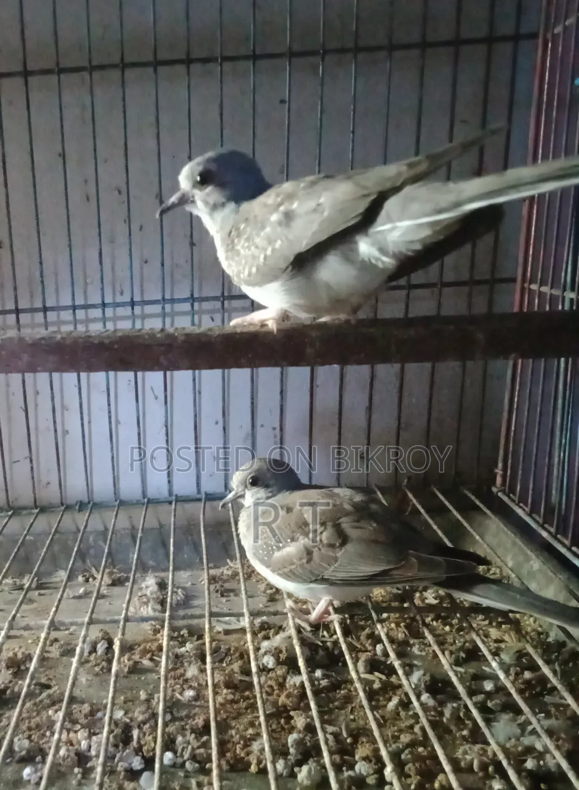 A pair of grey Diamond Dove chicks for sale.