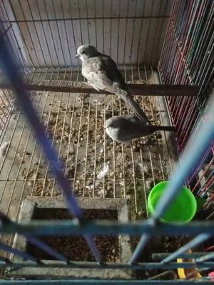 A pair of grey Diamond Dove chicks for sale.