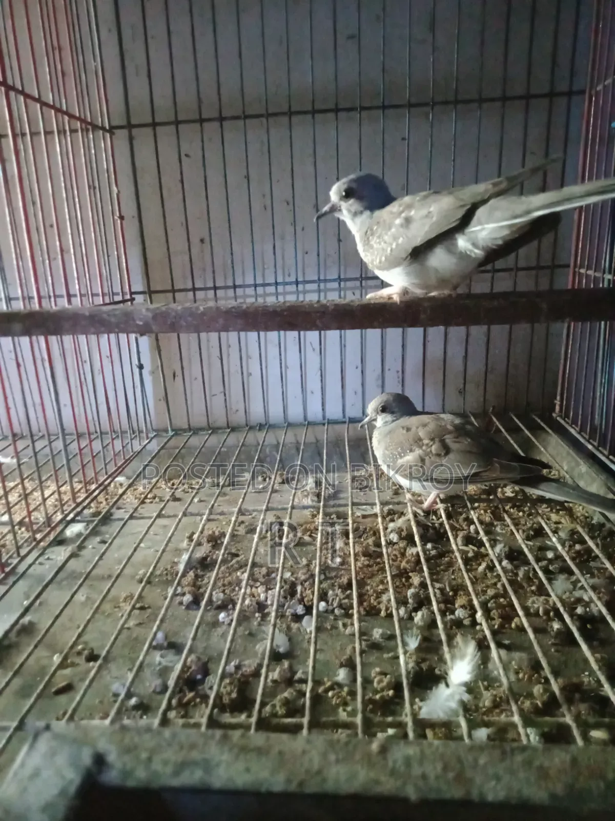 A pair of grey Diamond Dove chicks for sale.