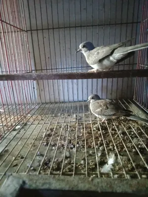 A pair of grey Diamond Dove chicks for sale.