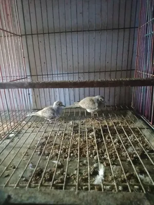A pair of grey Diamond Dove chicks for sale.
