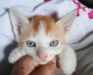 1-3 Months Male Mixed Breed Persian