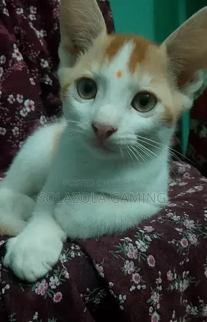 1-3 Months Male Mixed Breed Persian