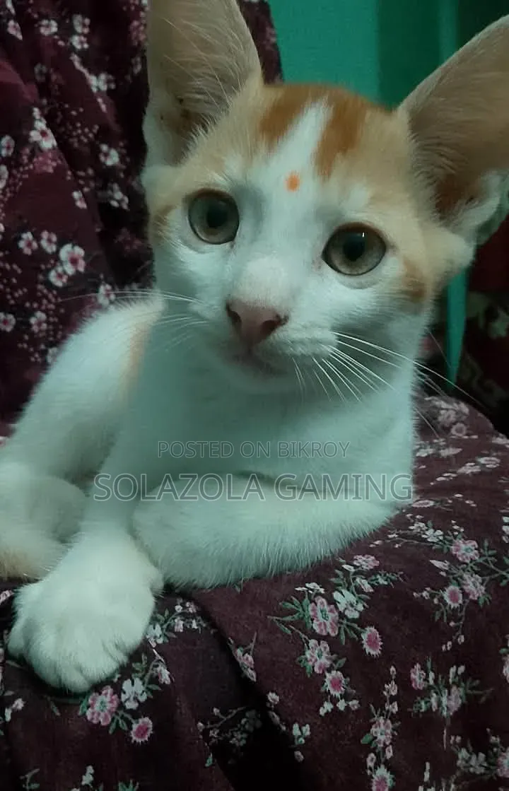 1-3 Months Male Mixed Breed Persian