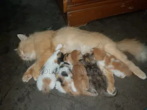 1-3 Months Male Mixed Breed Persian