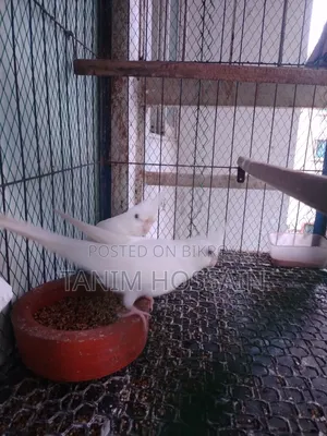 Cockatiel Birds