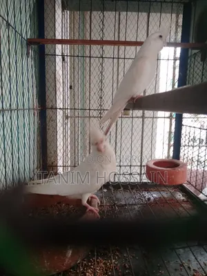 Cockatiel Birds