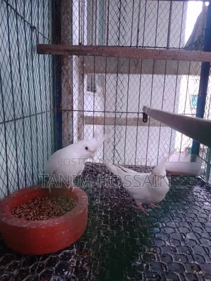 Cockatiel Birds