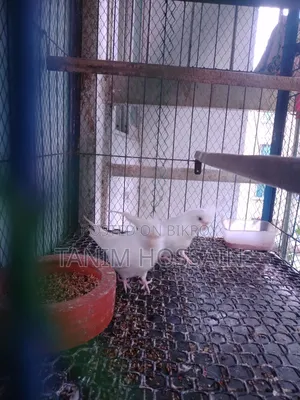 Cockatiel Birds
