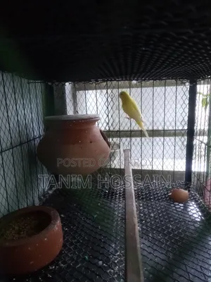 Cockatiel Birds