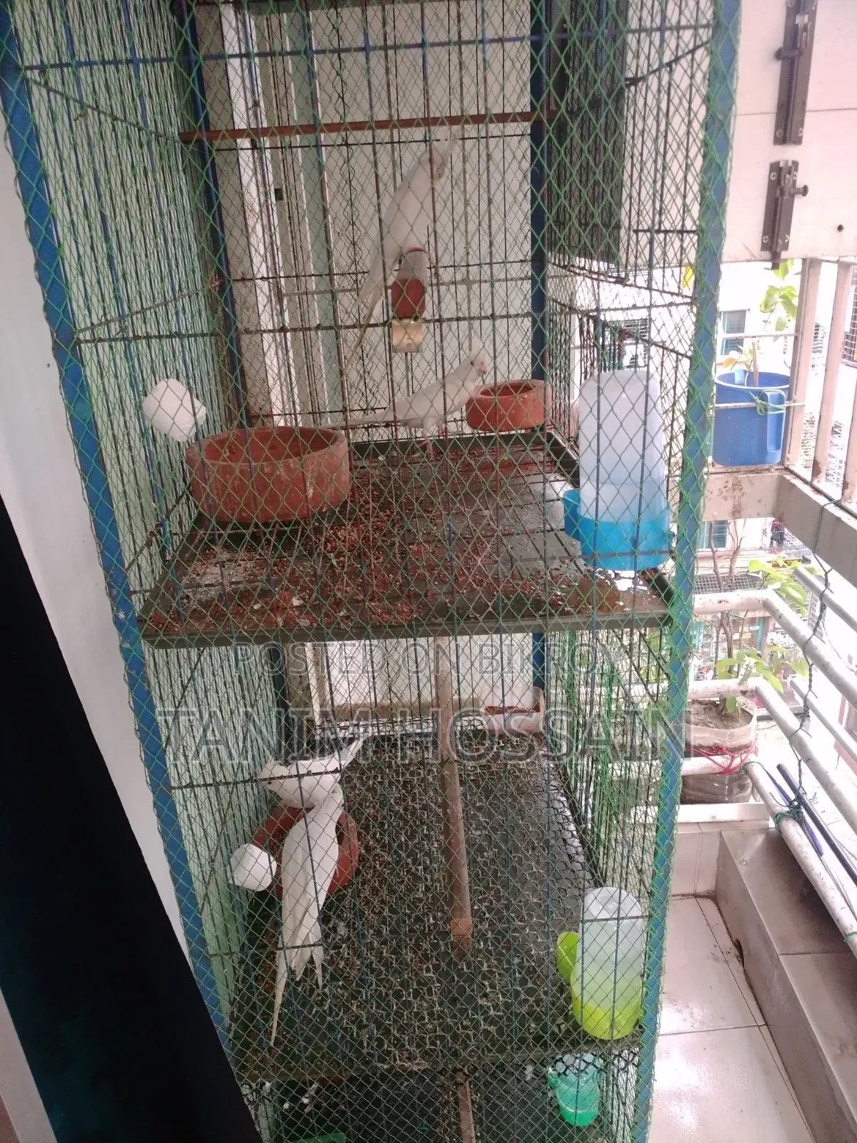 Cockatiel Birds