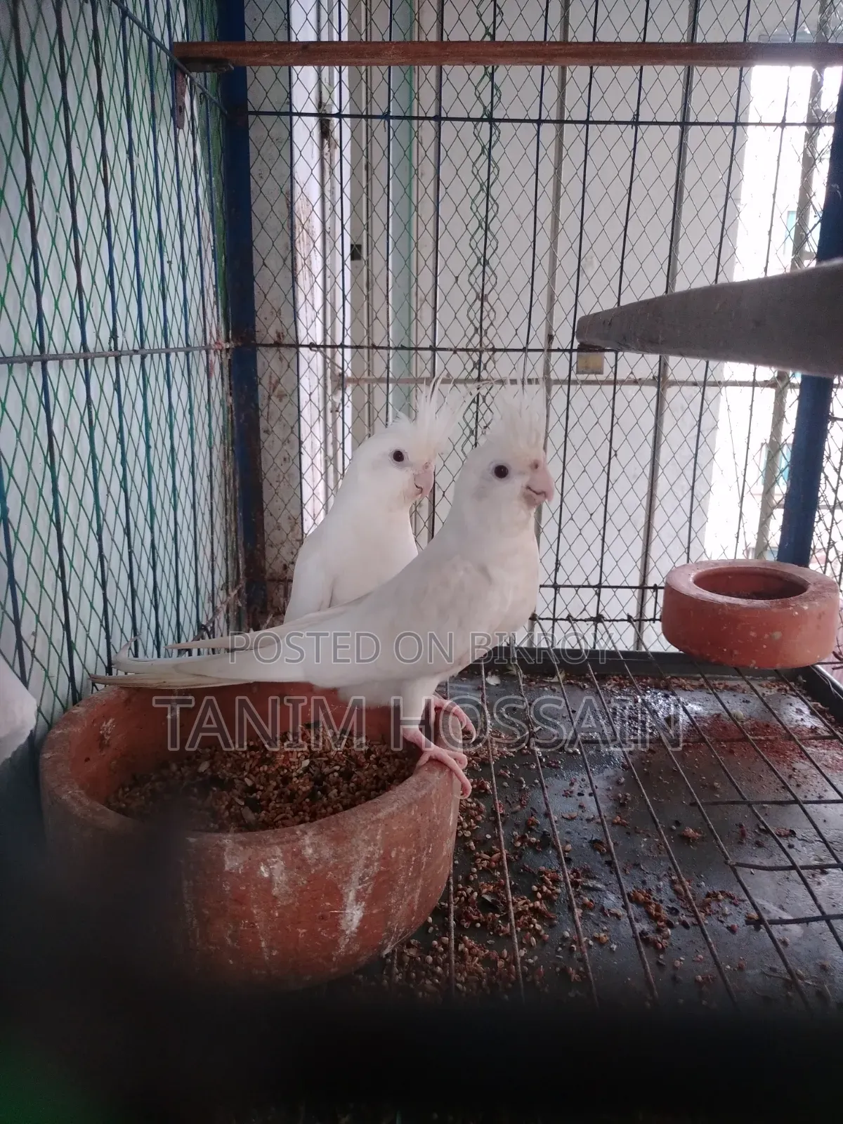 Cockatiel Birds