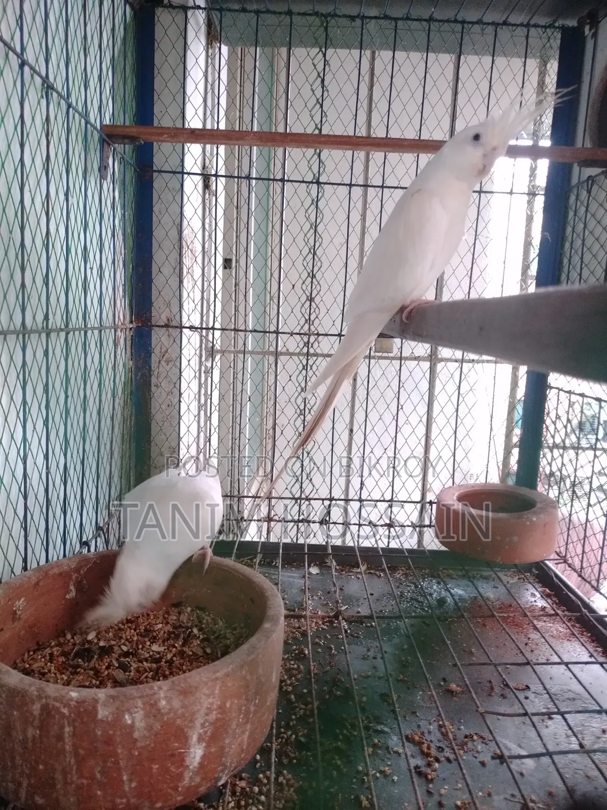 Cockatiel Birds