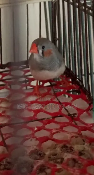 Healthy and Beautiful Male Finch Bird