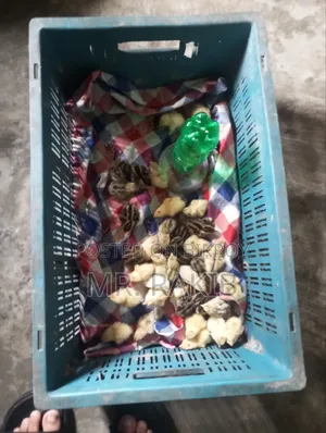 Selling quail chicks