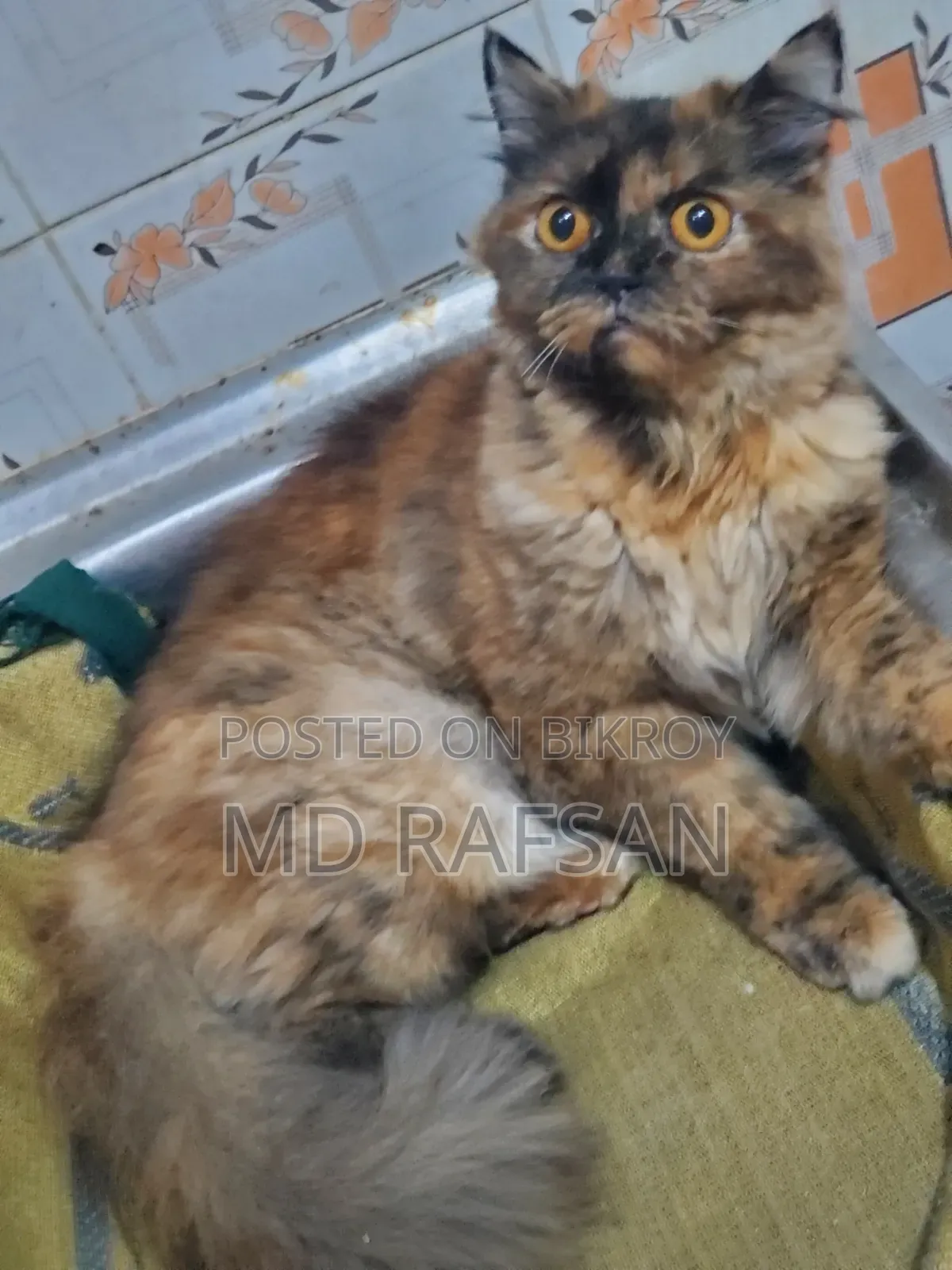 1+ Year Female Purebred Persian