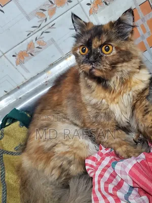 1+ Year Female Purebred Persian