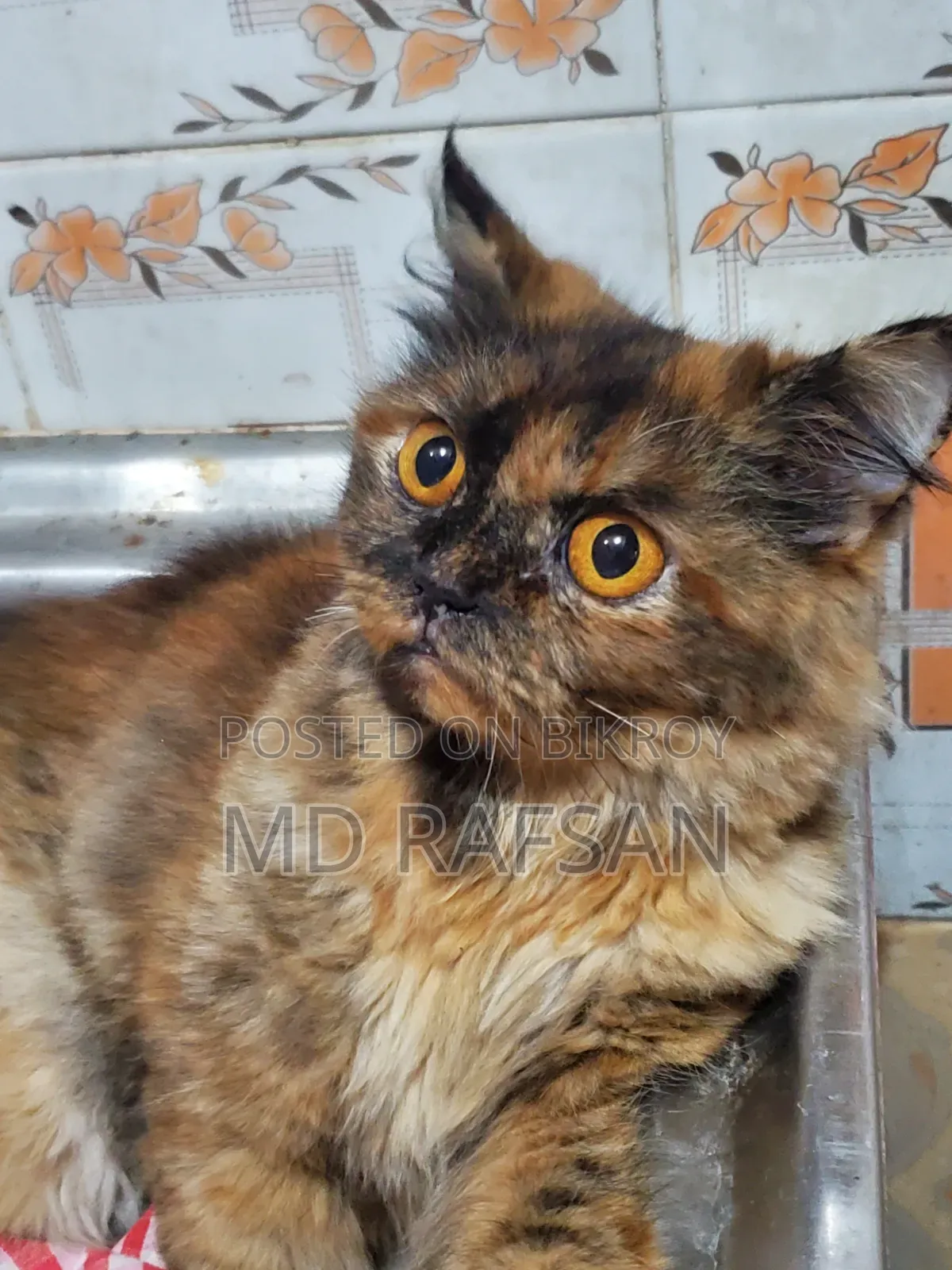 1+ Year Female Purebred Persian
