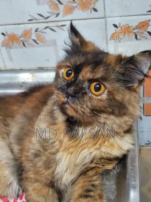 1+ Year Female Purebred Persian