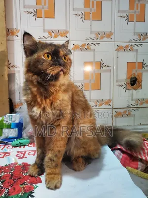 1+ Year Female Purebred Persian