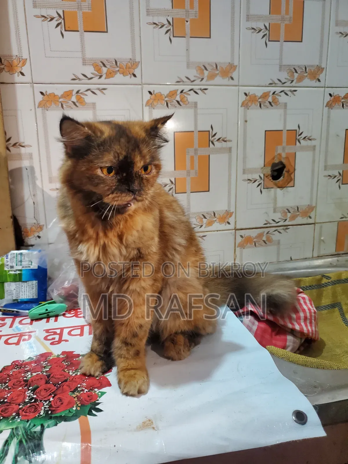 1+ Year Female Purebred Persian
