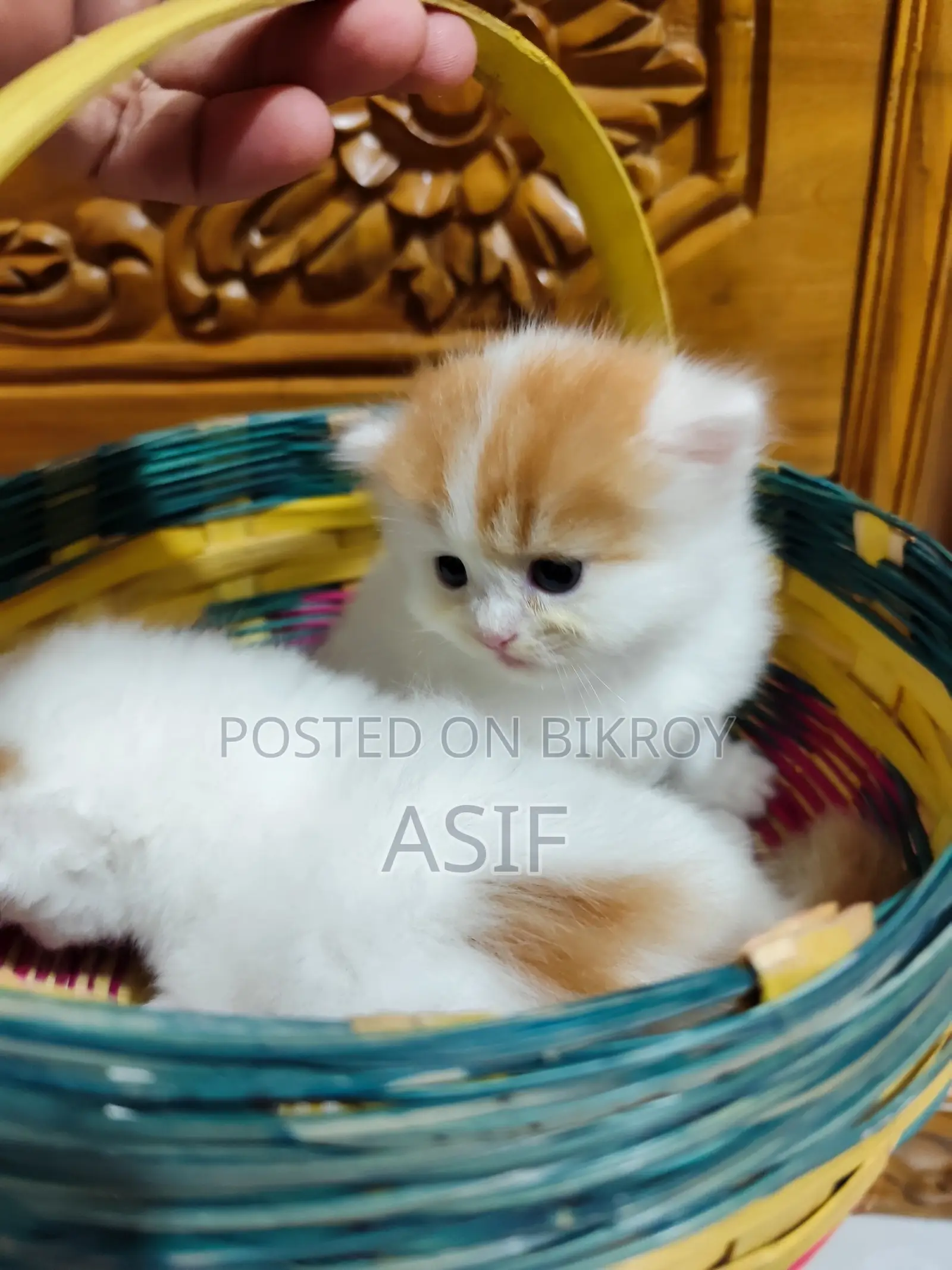 0-1 Month Male Purebred Persian