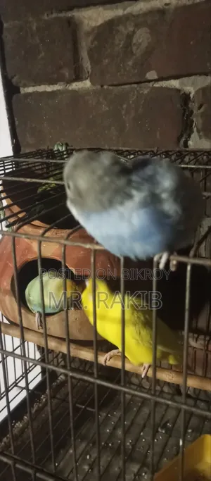 বাজিগর পাখি বিক্রি করবো