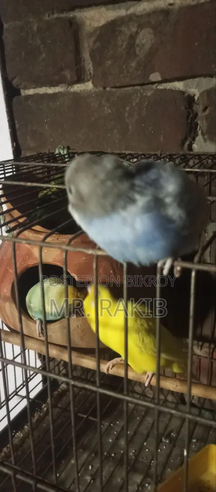 বাজিগর পাখি বিক্রি করবো