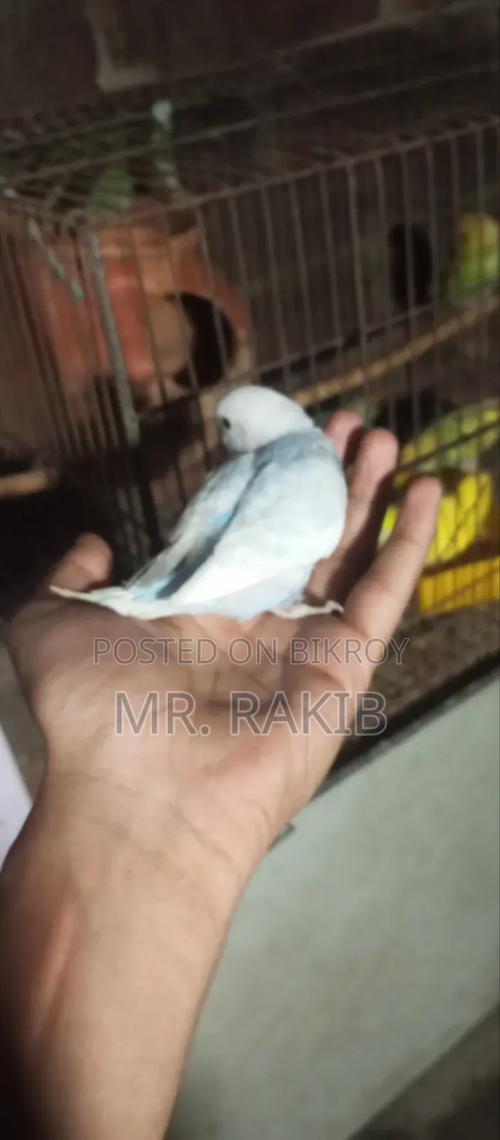 বাজিগর পাখি বিক্রি করবো