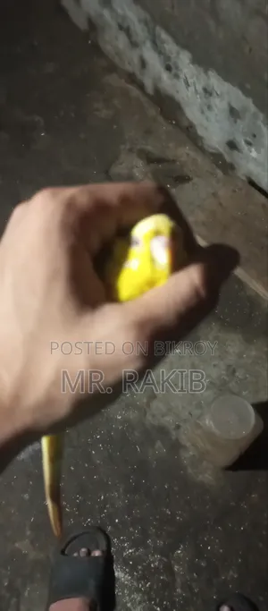বাজিগর পাখি বিক্রি করবো