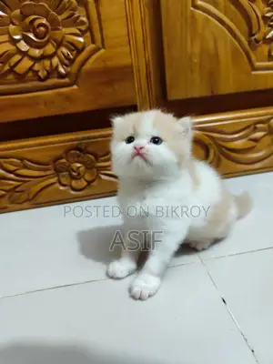 0-1 Month Male Purebred Persian