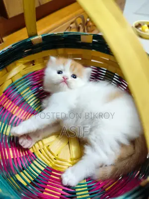 0-1 Month Male Purebred Persian