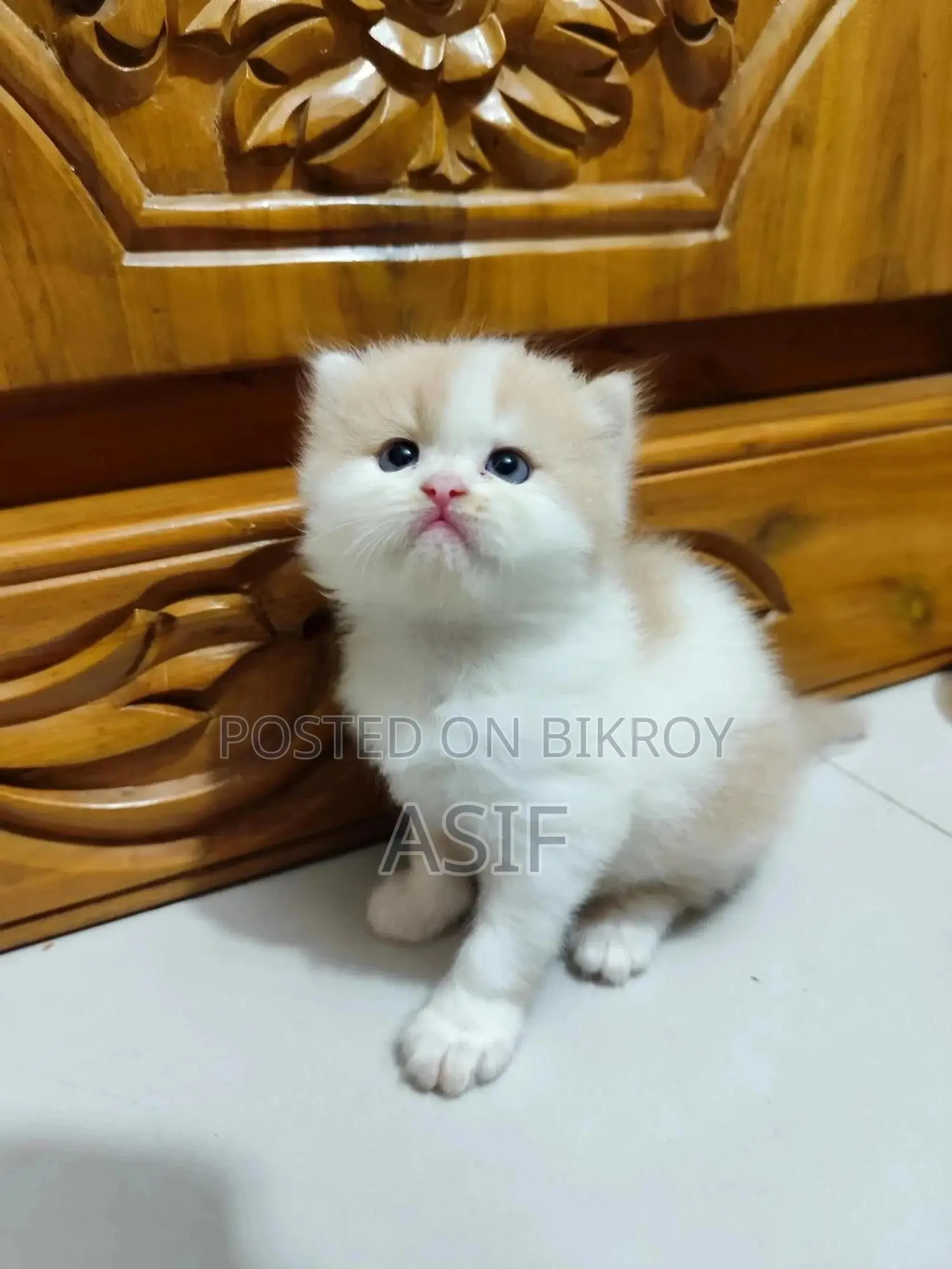 0-1 Month Male Purebred Persian