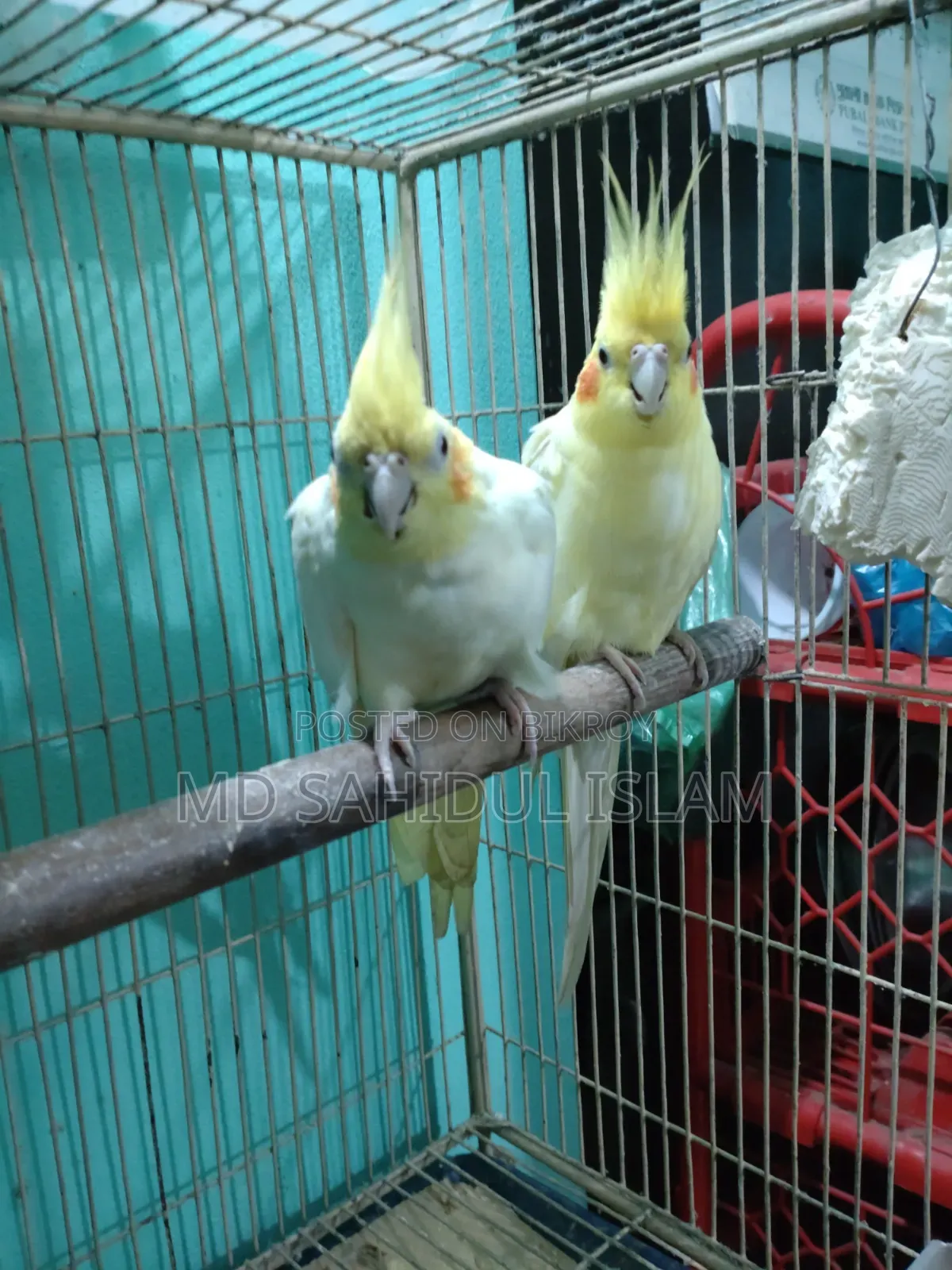 Running Lovebirds and Cockatiel birds for sale