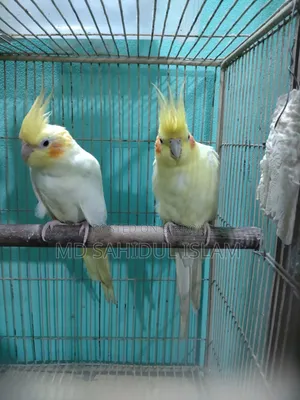 Running Lovebirds and Cockatiel birds for sale
