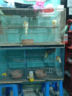 Running Lovebirds and Cockatiel birds for sale
