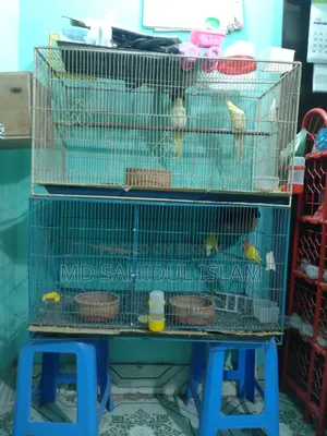Running Lovebirds and Cockatiel birds for sale