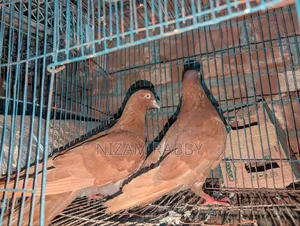 Naira Red Chulli Big Size