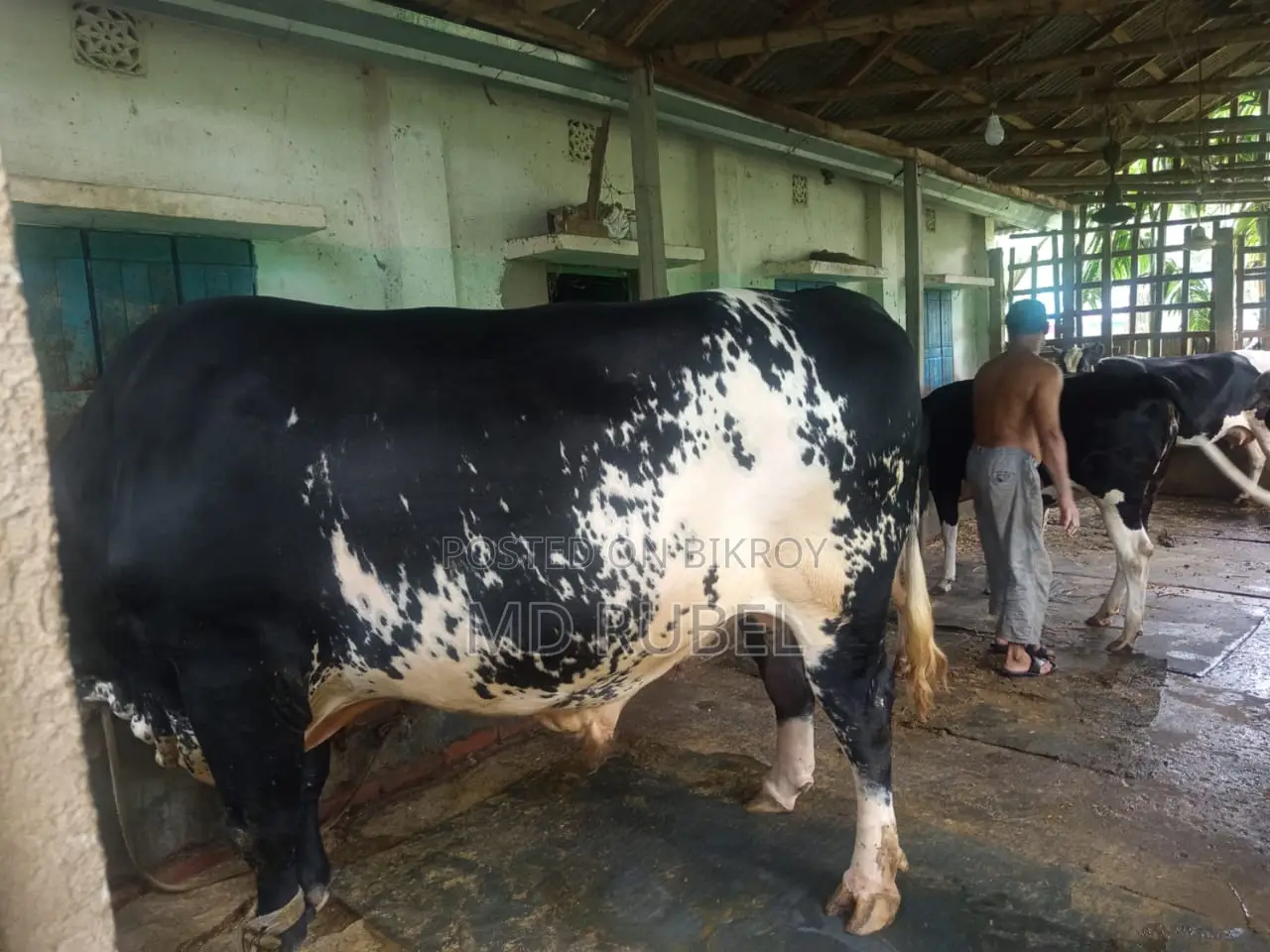 Australian Friesian Bull 40 Mon Weight for Sale